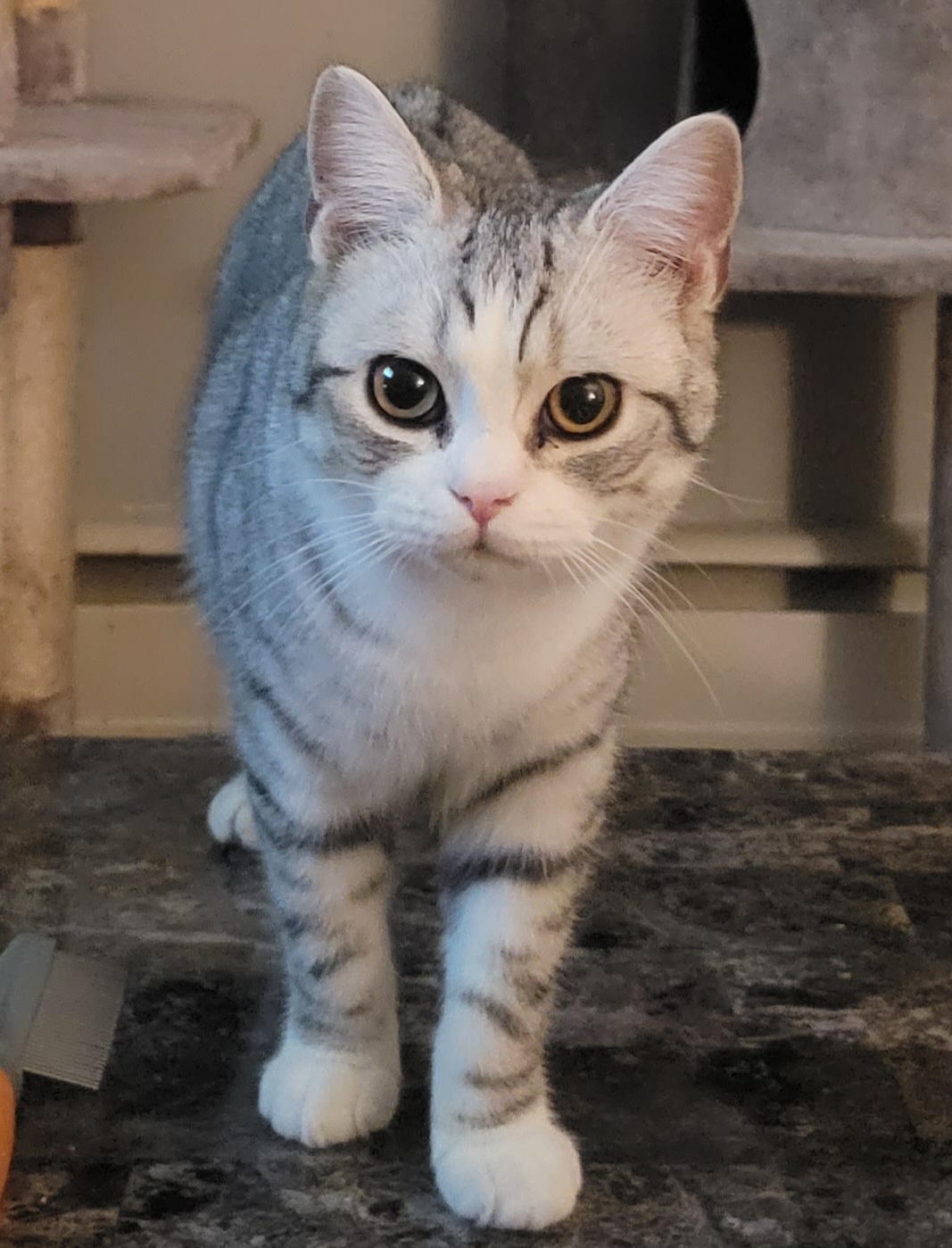 Brown Classic Tabby American Shorthair