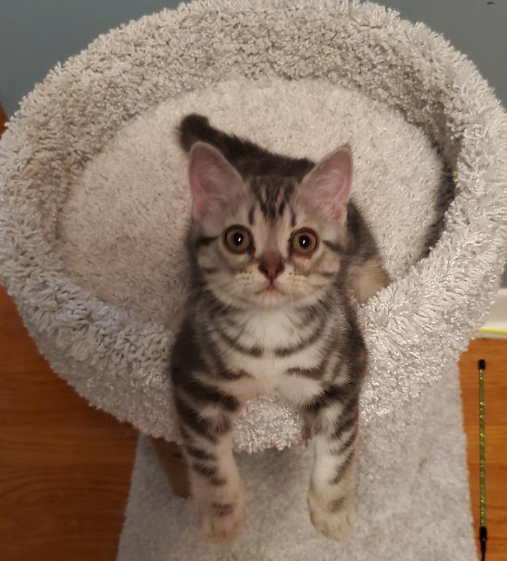Axel